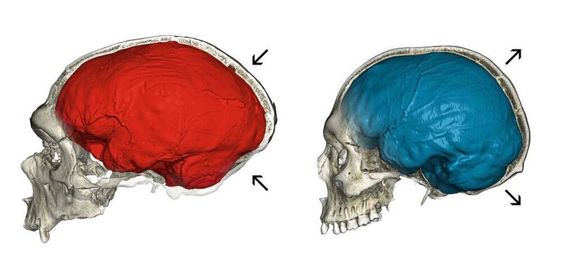 Computertomografie eines Neandertalerfossils (links) aus La Chapelle-aux-Saints mit typischer länglicher Gehirngestalt (rot) und eines modernen Menschen (rechts) mit charakteristischer rundlicher Gehirngestalt (blau). Pfeile zeigen die vergrößerte hintere Schädelgrube, die das Kleinhirn beherbergt, sowie die Aufwölbung der Parietalknochen beim modernen Menschen im Vergleich zum Neandertaler. (Philipp Gunz / CC BY-ND 4.0)