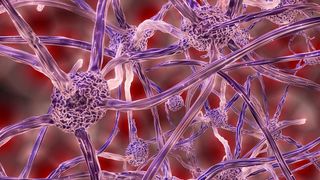 Neurowissenschaftler konnten bei verletztem Rückenmark durch die Reaktivierung eines Gens verlorene Motorik wieder herstellen (gemeinfrei)