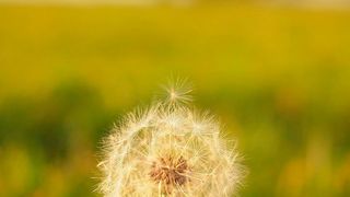 Agilität: ein Konzept, das schnelles und gleichzeitig effektives Entscheiden und Umsetzen verspricht, erobert angesichts sich stark verändernder Märkte immer mehr die aktuelle Management-Diskussion und steht auch im Marketing derzeit weit oben auf der Agenda. (gemeinfrei)