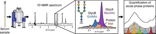 Proteinanalyse aus NMR-Spektren kann „Akute-Phase-Proteine“ identifizeiren, die für Entzündungskrankheiten charakteristisch sind.(Bild:  Wiley-VCH, Angewandte Chemie, https://doi.org/10.1002/ange.202306154)