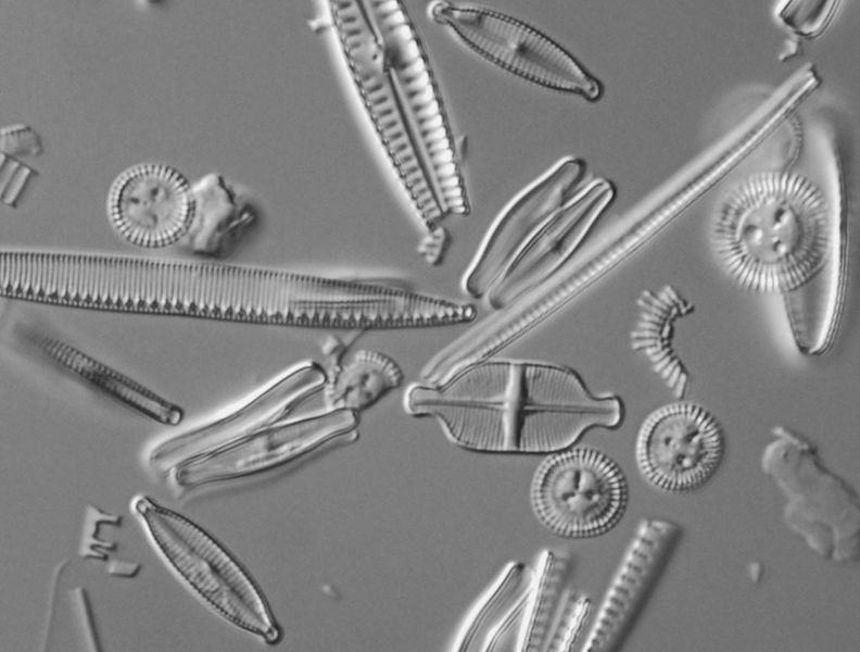 Gläserne Kunstwerke in der Ostsee Forschende der Angewandten Ökologie und Phykologie der Universität Rostock haben mit einer neuen Studie zur Wiedervernässung eines Küstenmoores auf der Insel Rügen aufschlussreiche Erkenntnisse über die Rolle von Mikroalgen gewonnen. Insbesondere die Kieselalgen, eine Gruppe von Mikroalgen mit einer glasartigen Zellwand, erweisen sich als wertvolle Bioindikatoren, um die ökologischen Folgen von Überflutungen an der Ostseeküste besser zu verstehen.  Die Studie zeigt, wie flexibel und anpassungsfähig Kieselalgen, auch bekannt unter dem Begriff Diatomeen, auf Überflutungen reagieren und wie gut sie Umweltveränderungen in dynamischen Küstensystemen abbilden können. Im Bild sind die Glasschalen verschiedener, einzelliger Kieselalgen zu sehen.   Hier gehts zur Originalmeldung Wissenschaftsbild des Tages vom 19.11.2024  (Bild: Konrad Schultz/Universität Rostock)