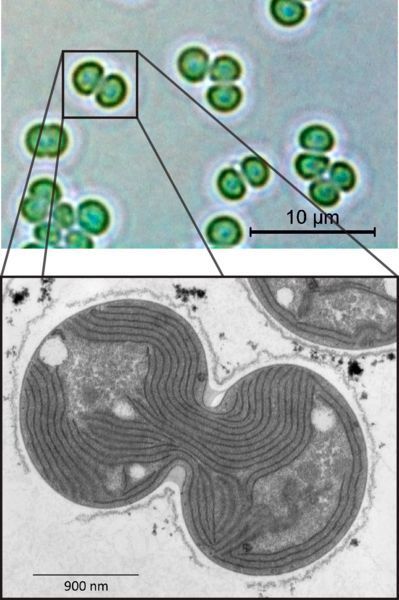 Cyanobakterien der Gattung Synechocystis sp. PCC 6803: Oben im lichtmikroskopischen Bild, unten im Transmissions-Elektronenmikroskop. (Alexander Klotz)