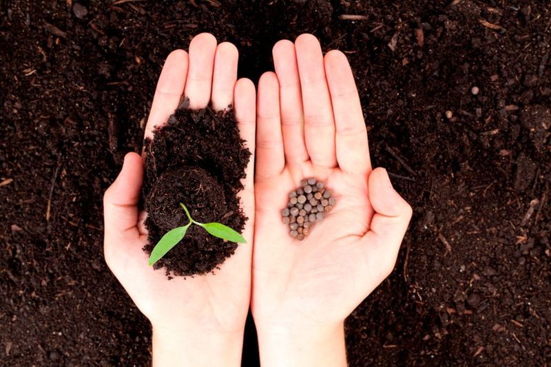 The next-generation fertiliser technologies will be designed to significantly boost the take-up of key nutrients by plants. (Deposit Photos)