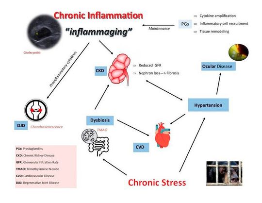 Grafik aus „Morbidity and Mortality of Asiatic Black Bears (Ursus thibetanus) Associated with Bile Farming“, Fowler' s Zoo and Wild Animal Medicine Current Therapy, Volume 10 2023, Pages 761-768(Bild:  DOI: 10.1016/B978-0-323-82852-9.00106-4)