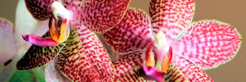 Die „Orchidee“ Quantenrechner : Aus Exoten werden Elemente unserer Alltagswahrnehmung. Die „Orchidee“ Quantenrechner : Aus Exoten werden Elemente unserer Alltagswahrnehmung.