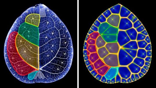 Left: The round, flat leaf of Pilea Peperomioides, the Chinese money plant. Right: A computer model of a Voronoi diagram traces the leaf’s central hydathode pores and looping reticulate veins.(Source:  Nick Wurm/ CSHL)