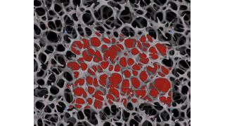  (Bild: L.O.T. Oriel)