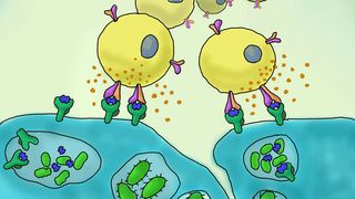 MAIT-Zellen (gelb) erkennen Stoffwechselprodukte von Bakterien und schütten Zytokine (orange Punkte) aus, die eine wichtige Rolle bei der Steuerung der antimikrobiellen Immunantwort spielen. (Bild/Grafik: Universität Basel/Artem Kalinichenko)