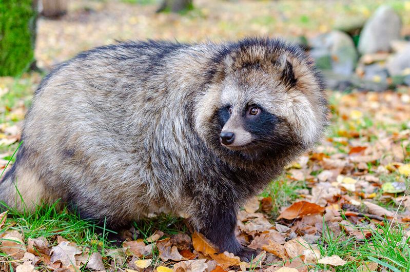 Marderhund (Nyctereutes procyonoides)