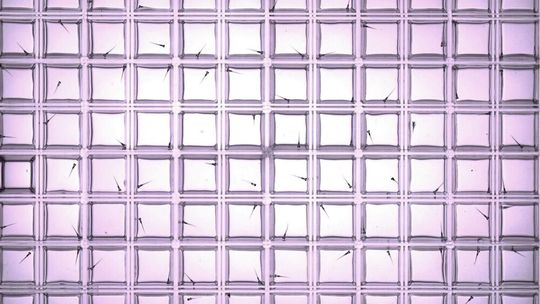 Zebrafisch-Larven in Versuchsplatte für Schwimmverhaltenstest(Bild:  Sebastian Gutsfeld / UFZ)