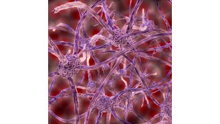 Illustration Nervenzellen (gemeinfrei)