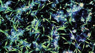 Von Bakterien und Mikroalgen auf einer Plastikoberfläche in Wasser aus der Kieler Förde gebildeter Biofilm. Die Aufnahme wurde mit Konfokaler Laserrastermikroskopie angefertigt. (Jan Michels/Future Ocean)