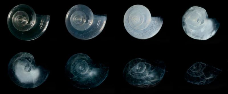 The pteropod, or 