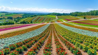 Nachhaltigkeit_Blumenwiese (Dell Technologies)