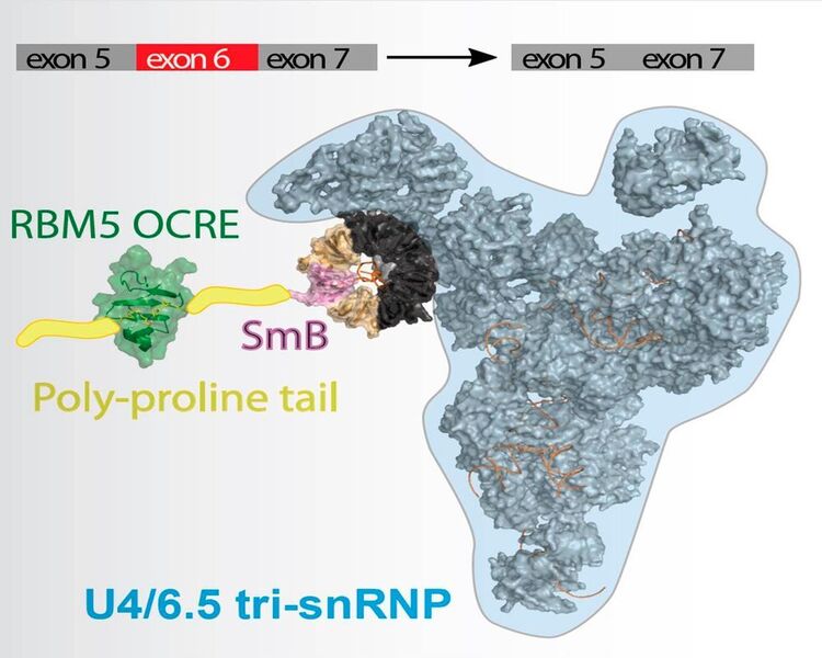 Das Protein RBM5 hilft, den Spleiß-Apparat zur Boten-RNA zu bringen, indem es an eines dieser Proteine bindet. Dadurch entscheidet RBM5, welche Isoform von Fas hergestellt wird. (Helmholtz Zentrum München)