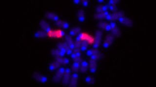 Dies sind die Chromosomen aus einer weiblichen Mauszelle (blau gefärbt), in der die X-Chromosomen zusätzlich rot gefärbt sind (Edda Schulz / MPI f. mol. Genetik)