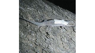 Ein ausgewachsener Gecko mit einem kleinen Rucksack, in dem ein Passivsender am Körper des Tieres angebracht wurde. Dieser kann den Aufenthaltsort und die Körpertemperatur übermitteln. (UFZ / Annegret Grimm-Seyfarth)
