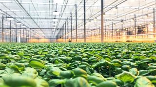 Weiße Vollspektrum-LEDs von Nichia ermöglichen im Gegensatz zu anderen Leuchten eine beinahe exakte Nachbildung des natürlichen Sonnenlichts. (Deutsche Lichtmiete)