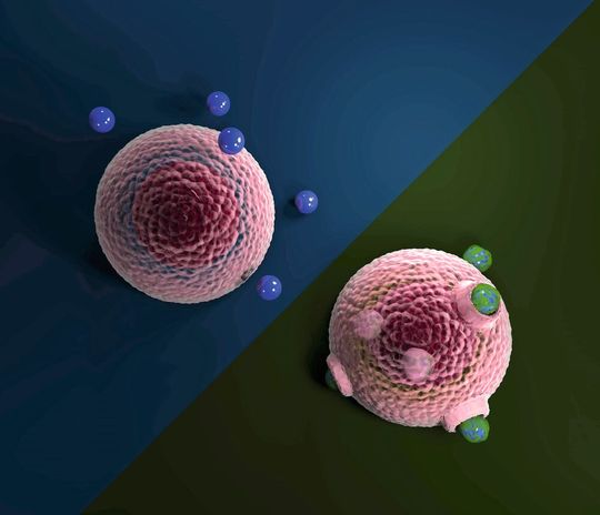Mikroplastik, das der Umwelt ausgesetzt war, ist mit einer Eco-Corona beschichtet (r.) und wird viel leichter von Zellen aufgenommen als unverändertes Mikroplastik (l.). Mikroplastik, das der Umwelt ausgesetzt war, ist mit einer Eco-Corona beschichtet (r.) und wird viel leichter von Zellen aufgenommen als unverändertes Mikroplastik (l.).