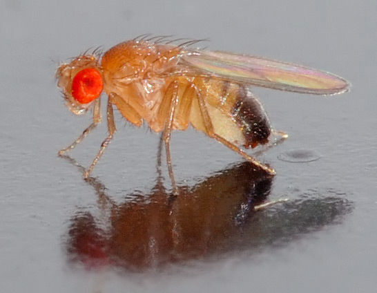 The team used the fruit-fly Drosophila melanogaster, which is often used to study the biology of gut bacteria.  (Drosophila melanogaster - side / André Karwath aka Aka  / CC BY-SA 2.5)