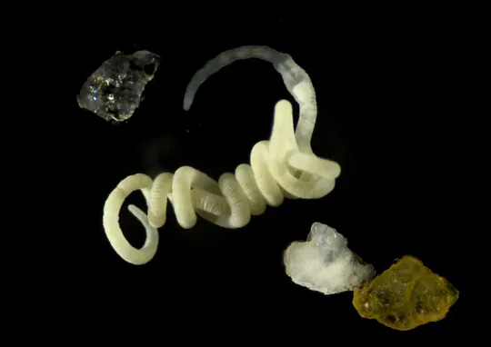 Der darmlose Meereswurm Olavius algarvensis (hier neben einigen Sandkörnern) ist nur etwa zwei Zentimeter lang und besitzt nicht einmal mehr einen Darm oder Ausscheidungsorgane – so sehr ist er von seinen bakteriellen Symbionten abhängig. Seine weiße Färbung kommt daher, dass unter seiner Haut eine dichte Schicht von Bakterien liegt, die vollgepackt sind mit PHA – dem mikrobiellen Bioplastik im Mittelpunkt dieser Studie. Mithilfe des unscheinbaren Wurms konnten die Forschenden erkennen, dass auch Tiere, und nicht nur Mikroorganismen, dieses Bioplastik verdauen können.(Bild:  Alexander Gruhl/ MPI f. marine Mikrobiologie)
