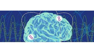 Unser Verhalten wird über neuronale Schaltkreise im Gehirn gesteuert. Dabei spielen zwei Proteine eine wesentliche Rolle, wenn es um zwanghaft repetitive Verhaltensmuster geht (Symbolbild). (Bild: Claudia Knorr)