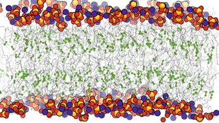 Molekulardynamische Simulation einer sehr lose gepackten Membran (alle Azylketten der Lipide sind ungesättigt – die Doppelbindung ist grün dargestellt) (Robert Ernst, Universität des Saarlandes)