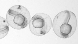 Linnaeus macht es möglich, die Herkunft jeder Zelle eines Zebrafischs zu verfolgen. (© Microscopic image: Junker Lab, MDC )