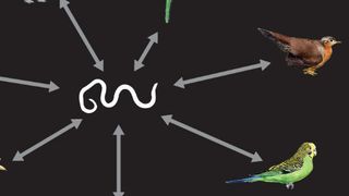 Die Forscher fanden in sieben Vogelgruppen DNA-Fossilien von Fadenwürmern ... (Ausschnitt) (Bild: © Darstellung: Alexander Suh und Jon Fjeldsa)