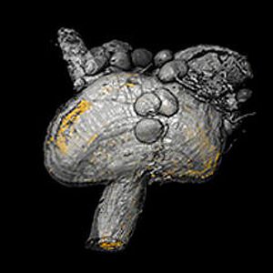 (Lehrstuhl Zoologie I/eLife)