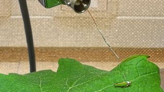 Eine Rhododendronzikade (Graphocephala fennahi) ist über einen Draht verbunden mit einem EPG-Messgerät. Sticht sie das Weinblatt an, auf dem sie sitzt, fließt Strom. Das dabei entstehende Wellenmuster erlaubt Rückschlüsse auf Fraßaktivität. (Bild: Anna Markheiser/JKI)