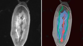 Eine Drosophila-Puppe, aufgenommen auf dem FIM-Tisch (der Kopf liegt im Bild oben, die Aufnahme wurde von der Rückenseite aus gemacht). Im rechten Bild sind wichtige Organe  farblich gekennzeichnet (blau: Fettkörper, grün: Trachee (Atmungskanal), rot: Dorsalgefäß (Aorta und Herz; das Herz beginnt etwa in der Körpermitte und endet im Hinterleib) (Dimitri Berh, Benjamin Risse)
