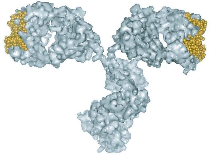 MorphoSys hat ein System entwickelt, das die Generierung hochspezifischer Antikörper in vitro ermöglicht und so die HuCAL-Antikörpersammlung etabliert.  (Bild: MorphoSys)