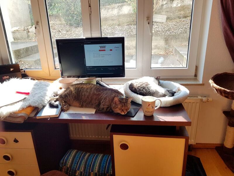 Anstrengend wird es erst, wenn die Katzen die Tastatur als Schlafplatz okkupieren. (K.Juschkat/konstruktionspraxis)