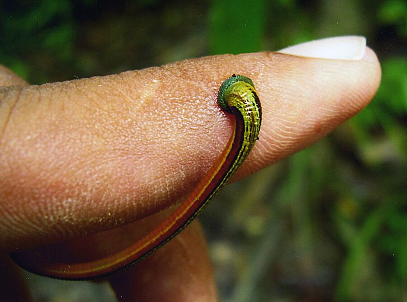 Landegel können gut klettern. So finden sich ihre Eigenschaften in Kletter-Robotern wieder.  (Bild: gemeinfrei)