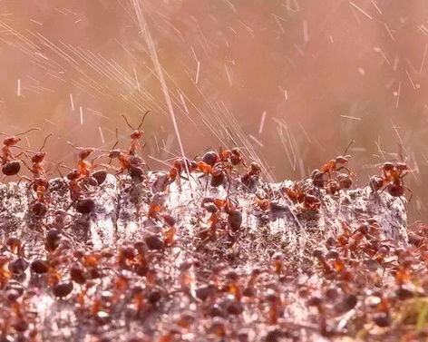 Was diese tropischen Ameisen da ausspritzen ist Ameisensäure (Formalin- oder Methansäure) in Massen, um Feinde zu bekämpfen. Forscher haben jetzt bewiesen, dass man daraus auch Wasserstoff gewinnen kann – und zwar kontinuierlich ...(Bild:  Brehms-T)