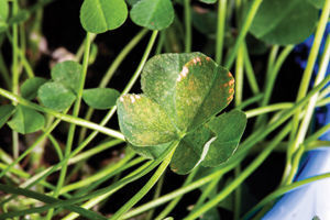 This clover was subjected to ozone for as little as three six-hour periods. This was enough for it to get visible spots. These dots are dead tissue. (Yngve Vogt)