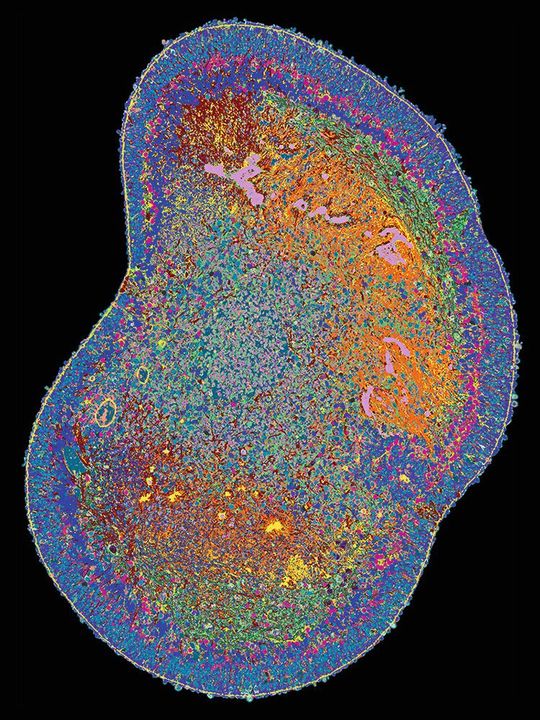 4i-Bild des Querschnitts eines Netzhaut-Organoids.(Bild:  Wahle et al. Nature Biotechnology 2023)