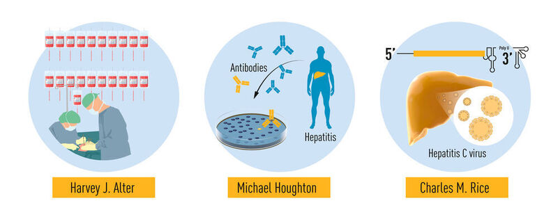 Summary of the discoveries awarded by this year’s Nobel prize. The methodical studies of transfusion-associated hepatitis by Harvey J. Alter demonstrated that an unknown virus was a common cause of chronic hepatitis. Michael Houghton used an untested strategy to isolate the genome of the new virus that was named Hepatitis C virus. Charles M. Rice provided the final evidence showing that Hepatitis C virus alone could cause hepatitis. (The Nobel Committee for Physiology or Medicine/ Illustrator: Mattias Karlén)