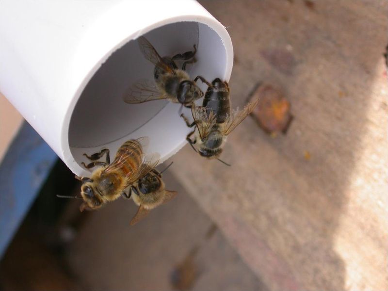 Abb. 3: Die Bienen hinterlassen Feuerbrand-Bakterien im Rohr. (Bild: Rudolf Moosbeckhofer, AGES)