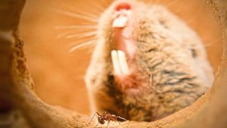 Der Highveld-Mull lebt oft mit Natal-Droptail-Ameisen zusammen – gegen ihren schmerzhaften Giftcocktail scheint er immun zu sein. (Dewald Kleynhans, University of Pretoria)