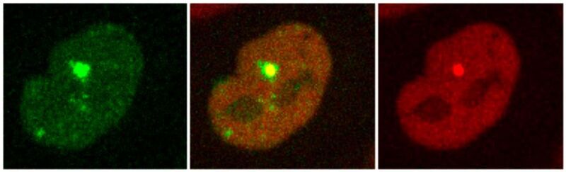 Recruitment of two proteins to the sites of DNA damage generated by laser micro-irradiation. (Stoynov/ IMB-BAS)