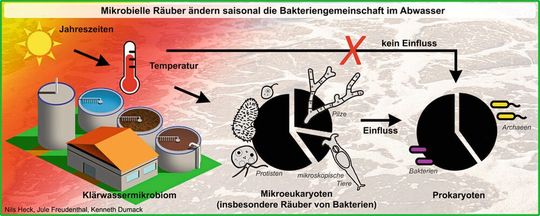Grafische Zusammenfassung Studie zu Mikroben im Abwasser. Die Jahreszeiten beeinflussen die Temperatur. Diese beeinflusst aber nicht direkt die Gemeinschaft der Bakterien, wohl aber die ihrer Räuber. Folglich beeinflusst die Gemeinschaft der Räuber indirekt die Gemeinschaft der Bakterien und vermutlich die Effizienz der Wasseraufbereitung. Grafische Zusammenfassung Studie zu Mikroben im Abwasser. Die Jahreszeiten beeinflussen die Temperatur. Diese beeinflusst aber nicht direkt die Gemeinschaft der Bakterien, wohl aber die ihrer Räuber. Folglich beeinflusst die Gemeinschaft der Räuber indirekt die Gemeinschaft der Bakterien und vermutlich die Effizienz der Wasseraufbereitung.
