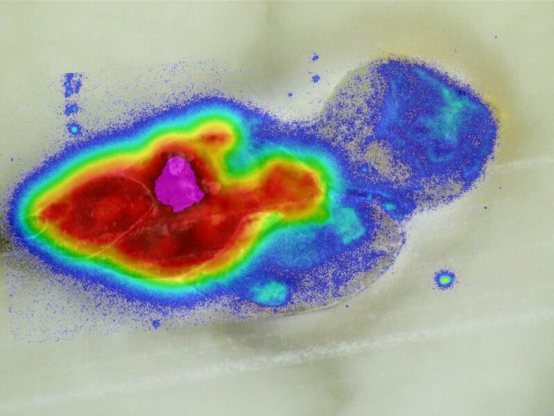 Eingefärbte Spitzschlammschnecke: Das Gift verteilt sich auf einer großen Fläche. (Bild: Eawag)