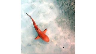 Blacktip reef sharks in the wild are often seen bearing wounds, but they rarely exhibit obvious signs of infection around the wounds. This led researchers to investigate the microbial community living on the skin of sharks. (Claudia Pogoreutz)