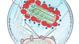 Abb. 1: Ein multifunktionales, hybrides Nanomaterial, welches an Bakterien anbindet, sie sichtbar macht und mit ungefährlichem rotem Licht inaktiviert, eröffnet neue Möglichkeiten für die Behandlung infektiöser und neoplastischer Erkrankungen. (Bild: C. Strassert)