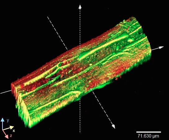 Dreidimensionale Aufnahme einer Mikrofaser mit Shewanella oneidensis-Bakterien. Grün: lebende Bakterien, rot: tote Bakterien. (Bild: Patrick Kaiser)