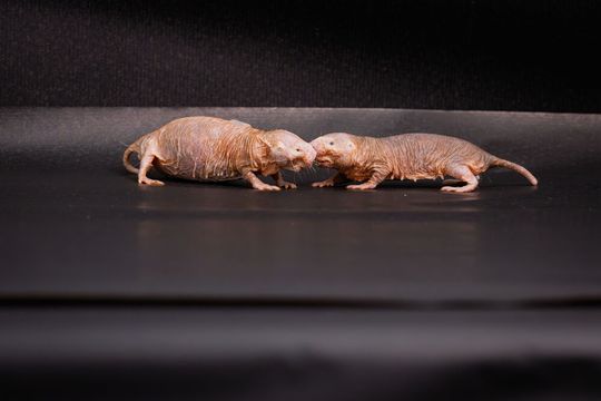 Eine trächtige Nacktmull-Königin (links) und ein Arbeiter (rechts) beschnuppern sich.(Bild:  Felix Petermann, Max Delbrück Center)