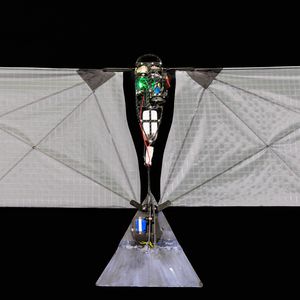 Der Roboter besteht aus einem zentralen Rumpf, zwei flexiblen, schlagenden Flügeln und einem steuerbaren Heck. Flügel und Heck lassen sich in unterschiedlichen Größen austauschen. (Bild: Raphael Zufferey)