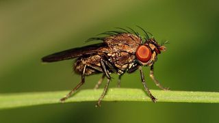 Die Fruchtfliege Drosophila melanogaster (Bild: DiCYT, Quelle: dicyt.com)